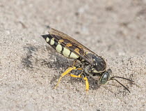 Horse guard wasp (Stictia carolina) digging burrow in sand, Pinelands National Reserve, New Jersey, USA. August.