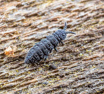 Springtail (Hypogastrura) crawling over a rotten log, Pennsylvania, USA. March.