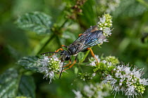 Digger wasp (Sphex nudus) nectaring on Mountain mint (Pycnanthemum sp.) flower, Pennsylvania, USA. August.