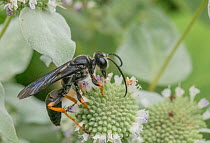 Brown-legged grass-carrying wasp (Isodontia auripes) nectaring on Mountain mint (Pycnanthemum sp.) flower, Pennsylvania, USA. August.