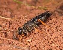 Digger wasp (Sphex nudus) digging a burrow in soil, Evansburg State Park, Pennsylvania, USA. August.