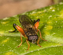 Leaf walker (Chalcosyrphus cruvarious), a syrphid fly, resting on a leaf, Camp Woods Preserve, Pennsylvania, USA. May.
