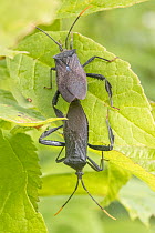 Leaf-footed bugs (Acanthocephala terminalis) pair mating on a leaf, Pennsylvania, USA. June.