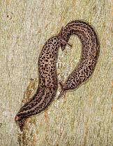 Leopard slugs (LImax maximus) pair during courtship, Pennsylvania, USA. September.