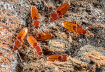 Group of Lined flat-barked beetles (Placonotus sp.) beneath bark of a log, Camp Woods Preserve, Pennsylvania, USA. December.