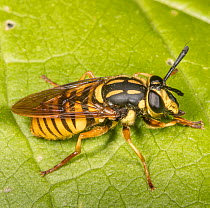 Long-horned yellowjacket fly (Sphecomyia vittata), Batesian mimic of Yellowjacket, resting on leaf, Pennsylvania, USA. May.