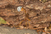 Long-tailed giant ichneumonid wasp (Megarhyssa macrurus) female ovipositing, the translucent membrane helping to push the threadlike ovipositor deep into the wood of a dead tree, Camp Woods Preserve,...