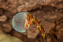 Long-tailed giant ichneumonid wasp (Megarhyssa macrurus) female ovipositing, showing the translucent membrane used to push the threadlike ovipositor deep into the wood of a dead tree, Camp Woods Prese...