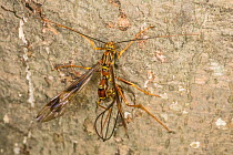 Long-tailed giant ichneumonid wasp (Megarhyssa macrurus) female laying eggs in trunk of dead tree, Camp Woods Preserve, Pennsylvania, USA. September.