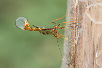 Long-tailed giant ichneumonid wasp (Megarhyssa macrurus) female ovipositing, the translucent membrane helping to push the threadlike ovipositor deep into the wood of a dead tree, Camp Woods Preserve,...