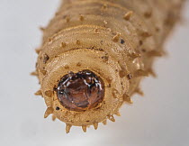 March fly (Bibionidae) larva, portrait, Pennsylvania, USA. April.