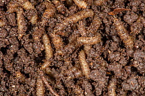 March fly (Bibionidae) larvae, Pennsylvania, USA. April.