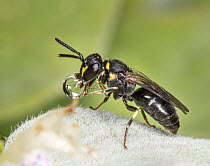 Masked bee (Hylaeus sp.) female, concentrating a bubble of nectar, Pennsylvania, USA. August.