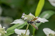 Mexican grass-carrying wasp (Isodontia mexicana) resting on Mountain mint (Pycnanthemum sp.) flower, Four Mills Nature Preserve, Pennsylvania, USA. August.