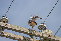 Northern mockingbird (Mimus polyglottos) mobbing a Red-tailed hawk (Buteo jamaicensis) perched on telephone wires, Pennsylvania, USA. June.