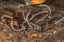 Mosquito (Culicidae) larvae in treehole cavity, Camp Woods Preserve, Pennsylvania, USA. June.