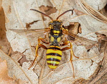 Nomad bee (Nomada sp.), a Yellowjacket mimic, resting on dried leaf, Camp Woods Preserve, Pennsylvania, USA. April.