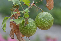 Oak apple galls formed by Gall wasp (Amphibolips sp.) Pennsylvania, USA. May.
