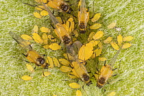 Oleander aphid (Aphis nerii) alates and nymphs on Common milkweed (Asclepias syriaca) leaf, Pennsylvania, USA. July.