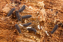 Podurmorph springtails (Hypogastrura sp.) in rotten log, Camp Woods Preserve, Pennsylvania, USA. October.