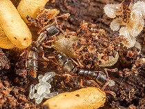 Two Ponerine ants (Ponerinae) in nest in rotten log, with eggs, larvae and pupae, Armentrout Preserve, Pennsylvania, USA. July.