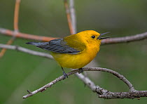 Prothonotary warbler (Protonotaria citrea) male, perched on branch, singing, Magee Marsh Wildlife Area, Ohio, USA. May.