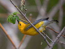 Prothonotary warbler (Protonotaria citrea) male, perched on branch, feeding, Magee Marsh Wildlife Area, Ohio, USA. May.