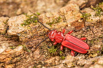 Red flat bark beetle (Cucujus clavipes) resting on bark, Pennsylvania, USA. May.