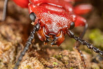 Red flat bark beetle (Cucujus clavipes) head portrait, Pennsylvania, USA. May.