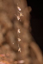 Forest midges (Cecidomyiidae) resting on strand of spider silk at base of tree, Armentrout Preserve, Pennsylvania, USA. July.