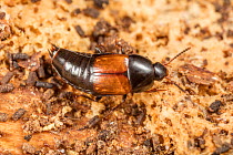 Rove beetle (Tachinus sp.) in a log, Camp Woods Preserve, Pennsylvania, USA. September.