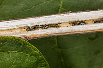 Group of Small carpenter bees (Ceratina sp.) sheltering inside Goldenrod (Solidago sp.) stalk (cross section), Pennsylvania, USA. September.