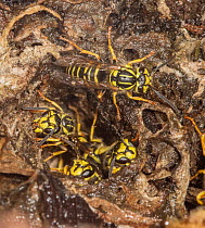 Group of Southern yellowjackets (Vespula squamosa) at nest entrance, Pennsylvania, USA. September.
