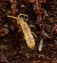 Springtail (Isotomidae) in a rotten log, Camp Woods Preserve, Pennsylvania, USA. May.