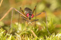 Stilt-legged fly (Rainieria antennaepes) resting on mossy log, Crossways Preserve, Pennsylvania, USA. July.
