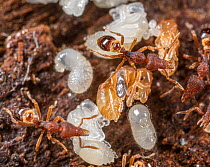 Square-snouted mustache ants (Strumigenys rostrata) in nest with  larvae, pupae and eggs, Pennsylvania, USA. July.