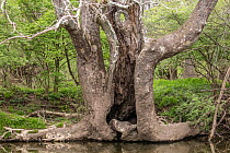 American sycamore (Platanus occidentalis) with hollow trunk on banks of Wissahickon Creek, Montgomery County, Pennsylvania, USA. April.