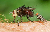 Flesh fly (Sarcophagidae) investigating a Tachinid fly (Archytas metallicus) on human skin, Wissahickon Valley Park, Pennsylvania, USA. July.