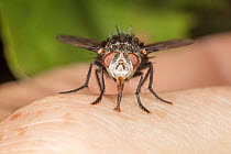 Tachinid fly (Archytas metallicus) resting on a hand, Wissahickon Valley Park, Pennsylvania, USA. July.