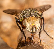 Bristle fly (Gonia sp.) portrait, Pennsylvania, USA. April.