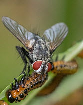 Bristle fly (Vibrissina sp.) parasitising Saw fly (Arge coccinea) larva, Wissahickon Valley Park, Pennsylvania, USA. July.