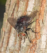 Tachnid fly / Bristle fly (Juriniopsis adusta) resting on tree bark, Pennsylvania, USA. August.