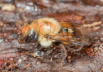 Taurus mason bee (Osmia taurus) covered in pollen, portrait, Pennsylvania, USA. May.