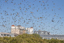 Tree swallow (Tachycineta bicolor) flock descending to feed on Bayberries (Myrica pensylvanica) during southward migration, Cape May, New Jersey, USA. October.