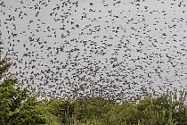 Tree swallow (Tachycineta bicolor) migratory flock descending to feed on Bayberries (Myrica pensylvanica), Cape May, New Jersey, USA. October.
