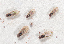 Five Vinegar flies (Mycodrosophila) and a Forest midge (Cecidomyiidae) resting on underside of Artist conk fungus (Ganoderma applanatum), Crossways Preserve, Pennsylvania, USA. July.