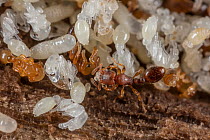 Ants (Vollenhovia emeryi) in nest tending  larvae and pupae, Armentrout Preserve, Pennsylvania, USA. July.
