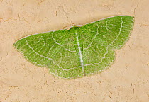 Wavy-lined emerald moth (Synchlora aerata), portrait, Cape May, New Jersey, USA. October.
