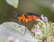 Wedge-shaped beetle (Athyroglossa glaphyropus) resting on Mountain mint (Pycnanthemum sp) Four Mills Nature Preserve, Pennsylvania, USA. August.