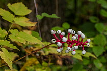 White baneberry (Actaea Pachypoda) fruits, Letchworth State Park, New York, USA. September.